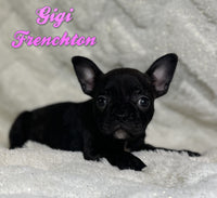 Frenchton