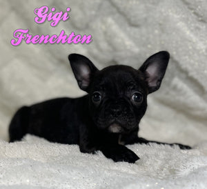 Frenchton