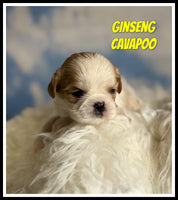 Ginseng Male Cavapoo $1125