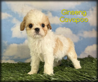 Cavapoo