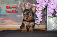 Gizmo Male Yorkshire Terrier $1195