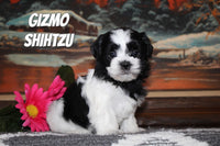 Gizmo Male Shihtzu $750