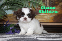 Gizmo Male Shihtzu $850