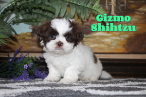 Shihtzu