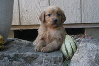  Golden Retriever