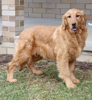  Golden Retriever