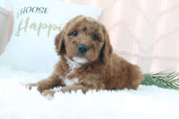 Goldendoodle