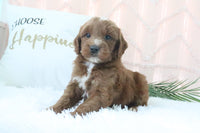 Goldendoodle