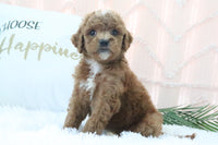Goldendoodle