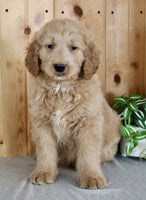 Goldendoodle