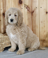 Goldendoodle