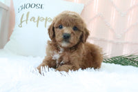 Goldendoodle