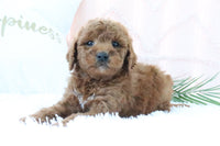 Goldendoodle