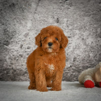 Mini Goldendoodle