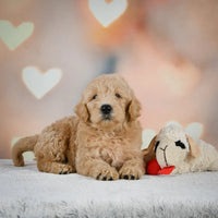 Mini Goldendoodle