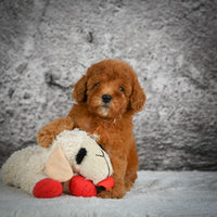 Mini Goldendoodle