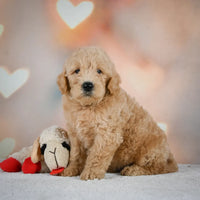 Mini Goldendoodle