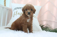 Goldendoodle