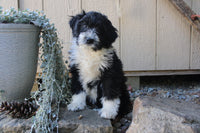 Goldendoodle Mix