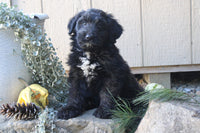 Goldendoodle Mix