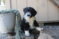 Goldendoodle Mix