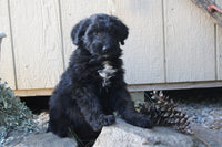 Goldendoodle Mix