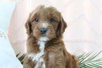 Goldendoodle