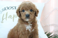 Goldendoodle