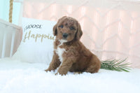 Goldendoodle