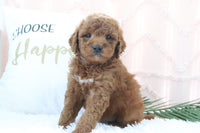 Goldendoodle