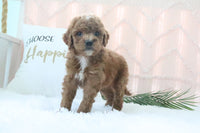 Goldendoodle