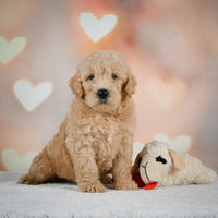 Mini Goldendoodle