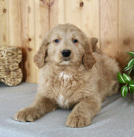 Goldendoodle