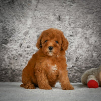 Mini Goldendoodle