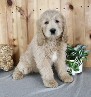 Goldendoodle