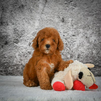 Mini Goldendoodle