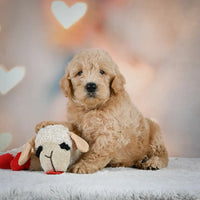 Mini Goldendoodle