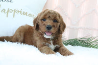 Goldendoodle