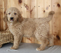 Goldendoodle