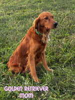 Pumkin Female AKC Golden Retriever $600