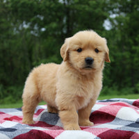 Golden Retriever