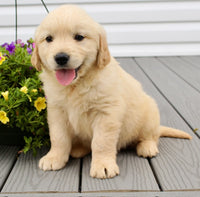 Golden Retriever