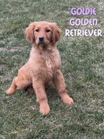 Goldie Female AKC Golden Retriever $650