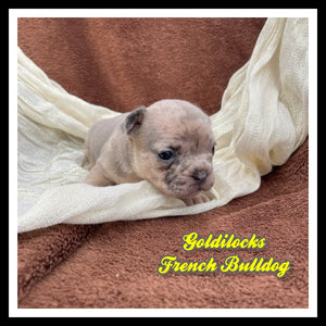 French Bulldog