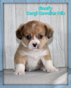 Corgi Cavalier Mix