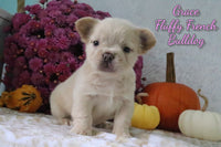 Grace Female AKC Fluffy French Bulldog $1400