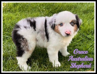 Grace Female Mini Australian Shepherd $1500