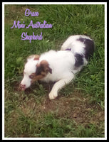 Grace Female Mini Australian Shepherd $475