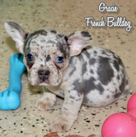 Gracie Female AKC French Bulldog $1595
