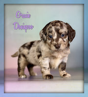 Gracie Female Doxiepoo $2125